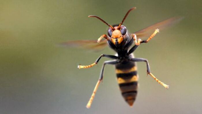 Comment tuer un frelon asiatique dans une maison ?